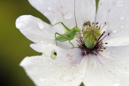 Green grasshopper on a beautiful white poppy の写真素材