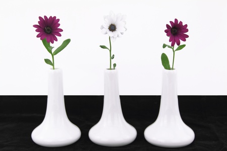 White vases with daisy flowers の写真素材