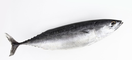 Fresh tuna fish isolated on whiteの写真素材
