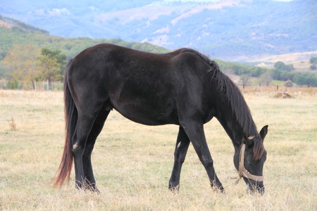 Horse Grazing the Grass in the fieldの写真素材
