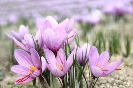 Saffron flowers on the fieldの写真素材