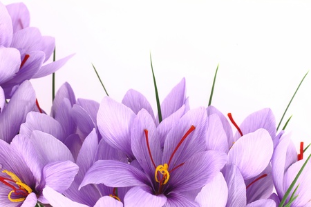 Purple Saffron Crocus flowers bannerの写真素材
