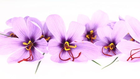 Purple Saffron Crocus flowers bannerの写真素材