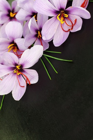 Beautiful purple Saffron Crocus flowersの写真素材