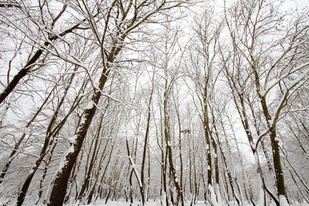  Winter  branchの写真素材