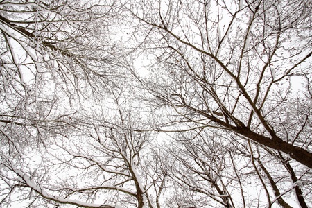  Winter  branchの写真素材