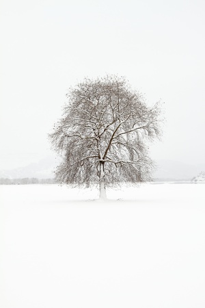 Winter landscapeの写真素材