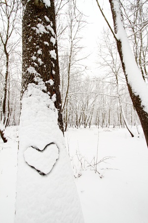 Heart shape on a snow covered treeの写真素材
