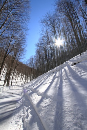 Wintry forestの写真素材