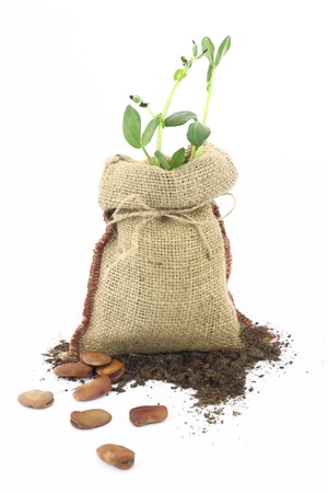  Broad beans plant in a burlap sackの写真素材