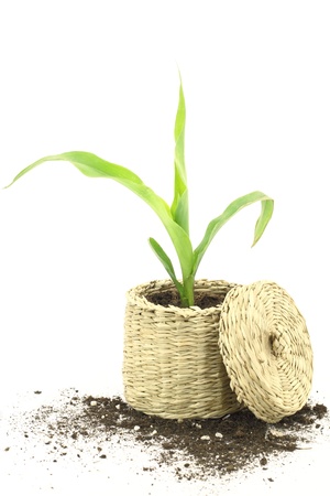  New life. Corn plant growing in a basketの写真素材