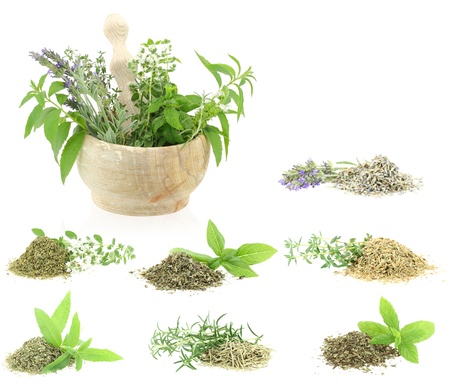 Herbs and spices collection の写真素材