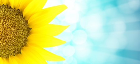 Sunflower against blue spotted backgroundの写真素材
