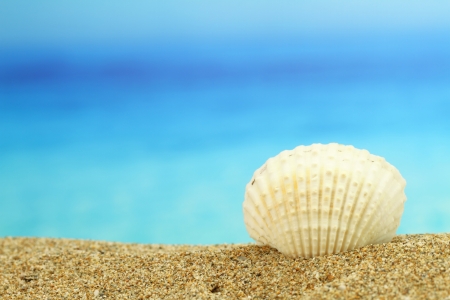 Sea shell on the beachの写真素材