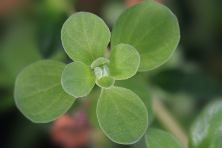Close up of fresh marjoram leaves