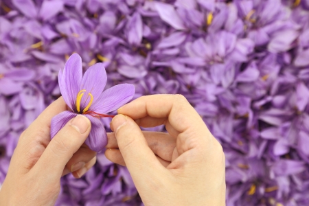 Woman's hands separates saffron threads from the rest flowerの写真素材