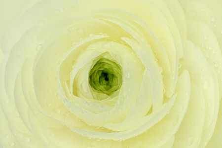 Beautiful wet white flower macro background 