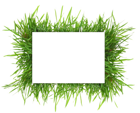 Fresh grass,blank rectangle horizontal banner isolated on whiteの写真素材