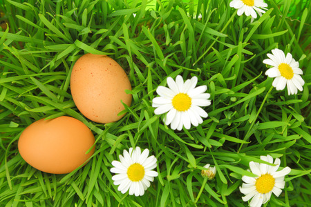 Two fresh eggs on green grass with white flowers の写真素材