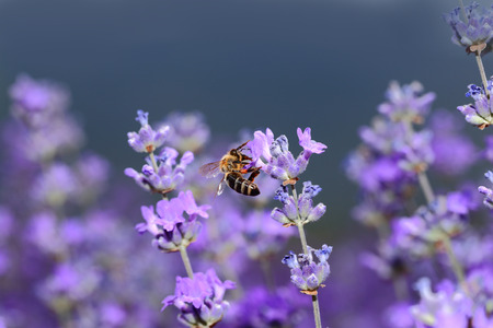 Honey bee on blooming lavender flowers closeup の写真素材