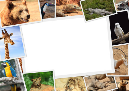 Frame with collection of wild animals photographyの写真素材