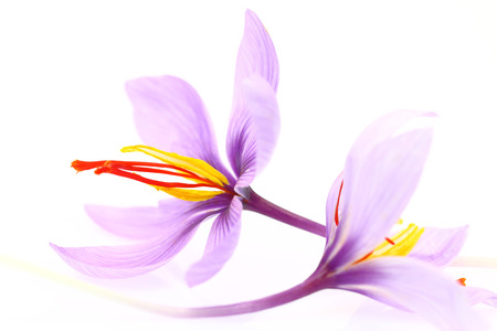 Close up of saffron flowers isolated on white backgroundの写真素材