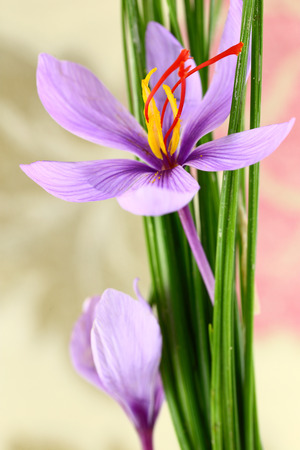 Close up of saffron flowerの写真素材
