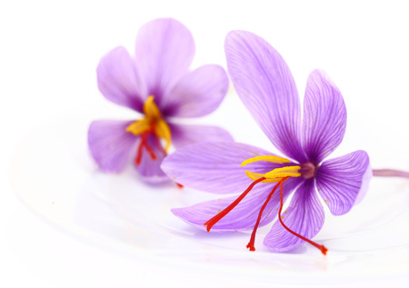 Close up of saffron flowersの写真素材