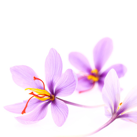 Close up of saffron flowers isolated on white backgroundの写真素材