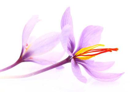 Close up of saffron flowers isolated on white backgroundの写真素材