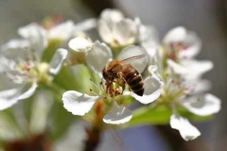 Honeybee harvesting pollen from blooming flowersの写真素材
