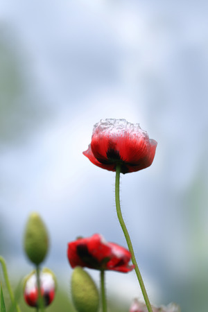 Red wild poppies in summerの写真素材