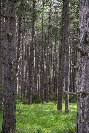 Conifer tree trunks natural backgroundの写真素材