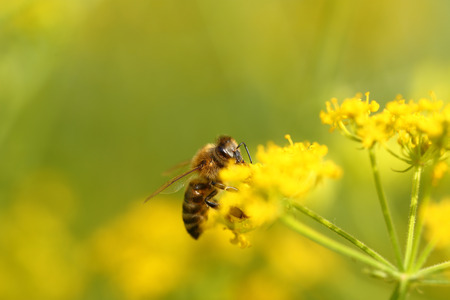 Honeybee harvesting pollen from blooming flowersの写真素材