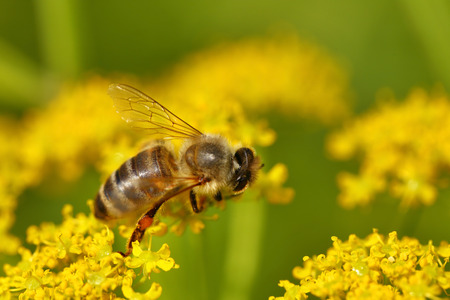 Honeybee harvesting pollen from blooming flowers
