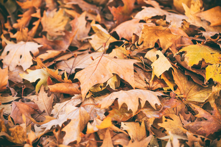 Dried maple leaves full background