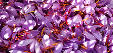 Close up of crocus flowers background at harvest timeの写真素材