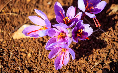 Close up of Crocus flowers in a field at harvest timeの写真素材