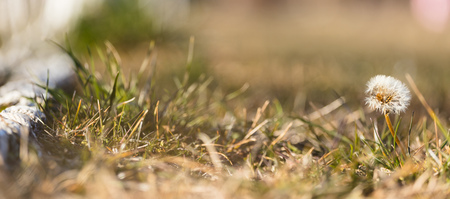 Dandelion grows alone in grass field. Wildflower is ready to travel around the globe. Blurred nature background, banner, space, close up, details.の写真素材