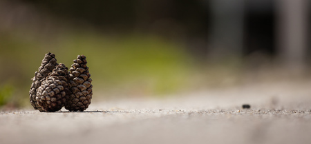 Three fir cones, brown and dry on white surface for christmas decoration. Blurred nature background, close up view with details, space for text, banner.の写真素材