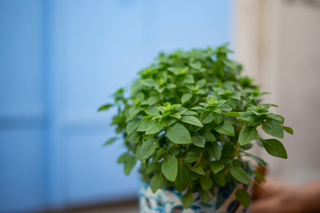 Fresh basilicum in a flowerpot. Green leaves of basil plant. Blur blue background, close up, space for text.の写真素材