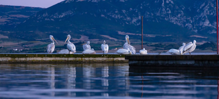 Wildlife concept. Flock of pelicans preening and resting on pier by the sea, wallpaper.の写真素材