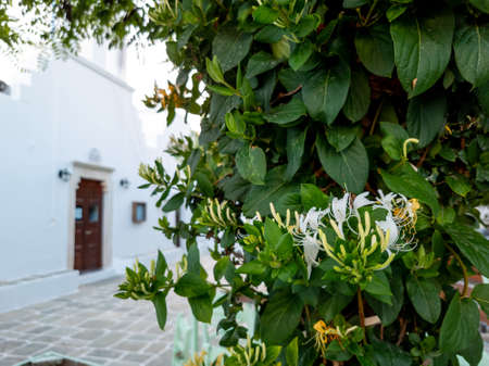 Scenic view of street scene with plants covering paved area, Folegandros island, Greece.の写真素材