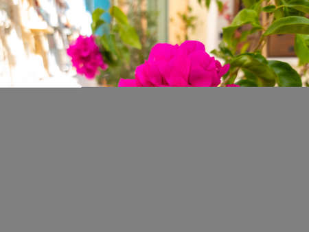 Bougainvillea blooming plant flowersの写真素材