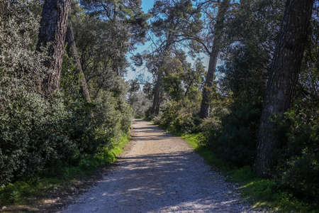 Path through the forest trees, surrounded by green bushes and leaves