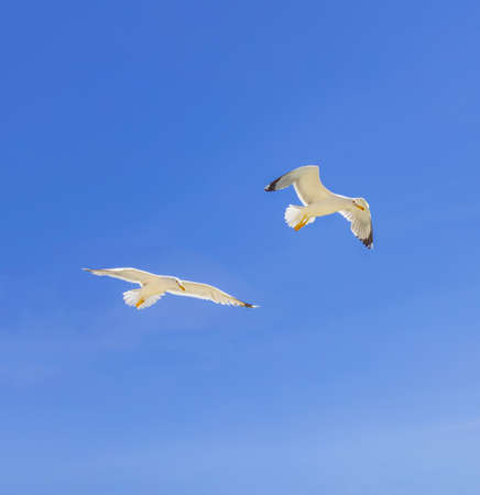 Seagull flying on a blue sky and cloud.の写真素材