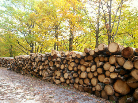 Pile of firewood in autumn forest, closeup of photoの写真素材