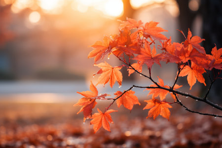 Serene autumnal landscape with vibrant foliage in the countrysideの素材
