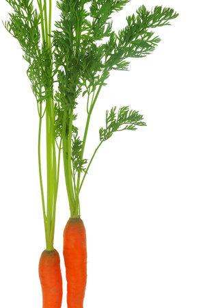 Fresh carrots with leaves isolated on white transparent backgroundの写真素材