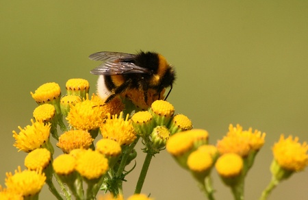 bumblebee to the shoppingの写真素材